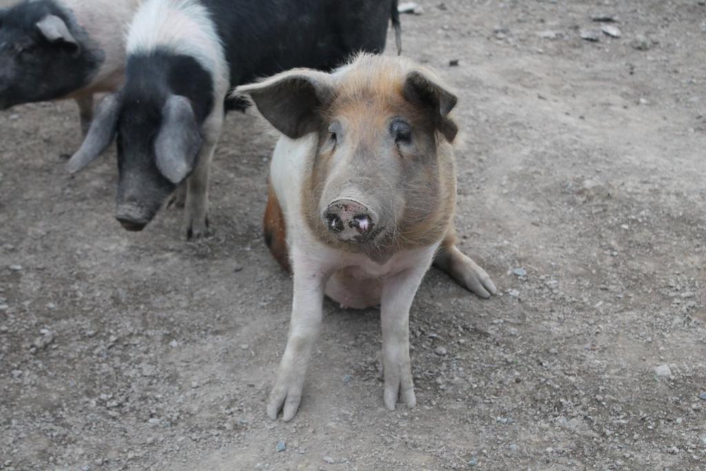 Riversdale Farm B&B Ballinamore Luaran gambar