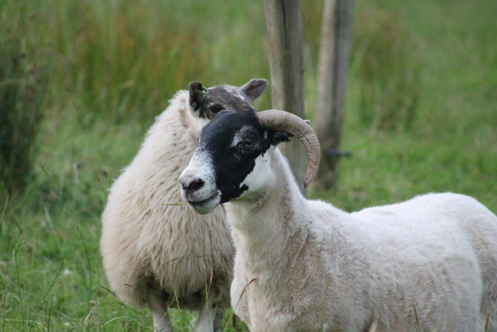 Riversdale Farm B&B Ballinamore Luaran gambar