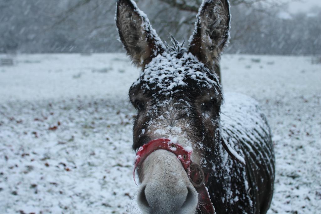 Riversdale Farm B&B Ballinamore Luaran gambar