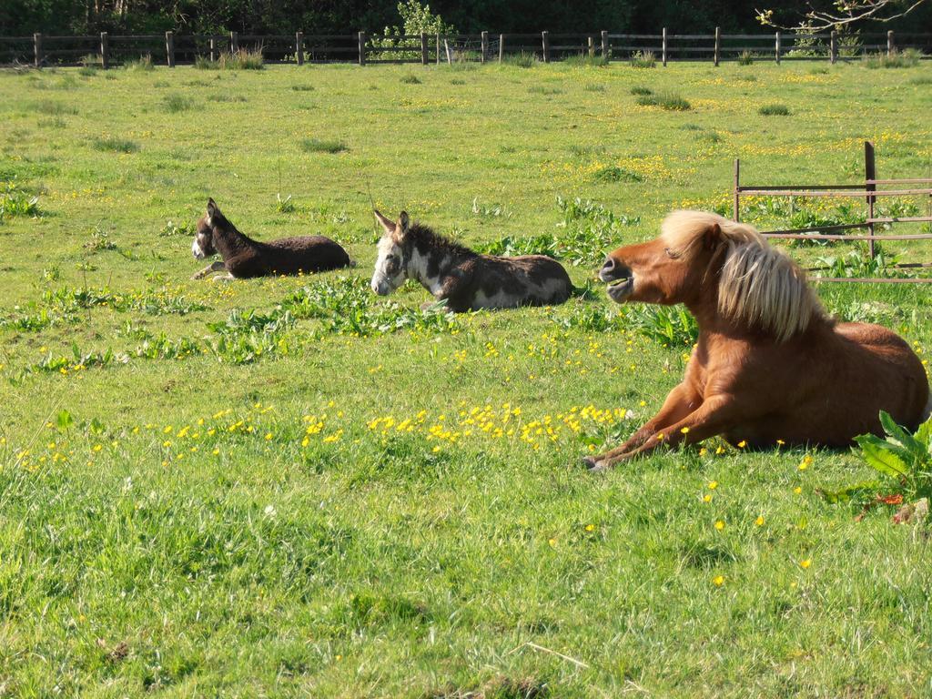 Riversdale Farm B&B Ballinamore Bilik gambar